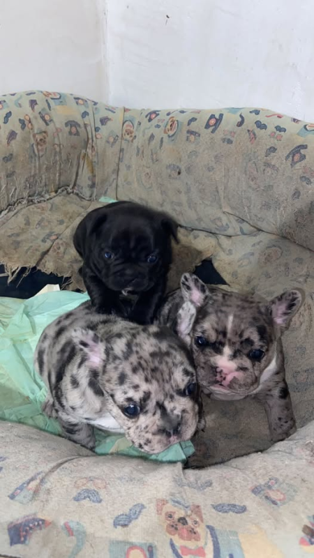 Images Noè Ambulatorio Medico Veterinario