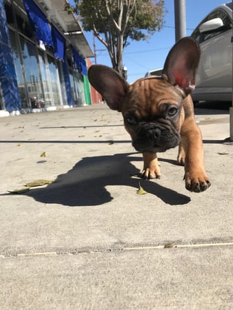 Images Melrose La Brea Animal Hospital