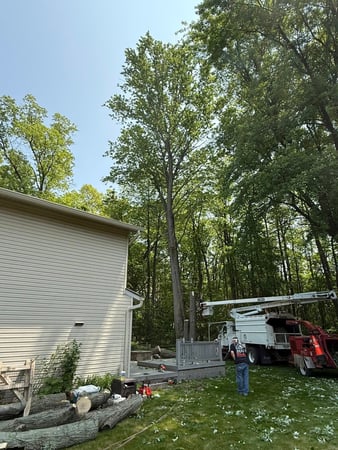 Images Rose Tree Service