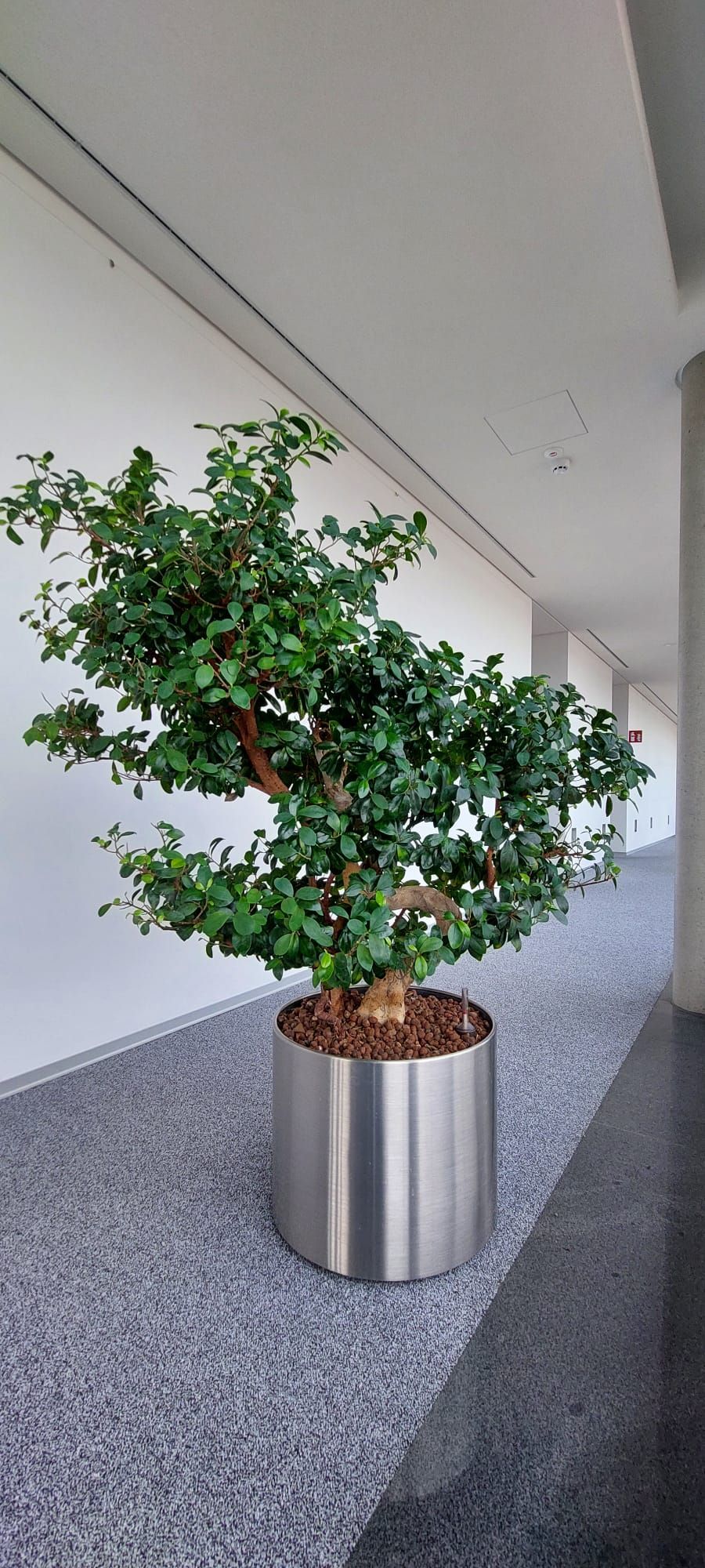 Grün im Raum Susanne Werner, An der Hohle 14 in Plauen