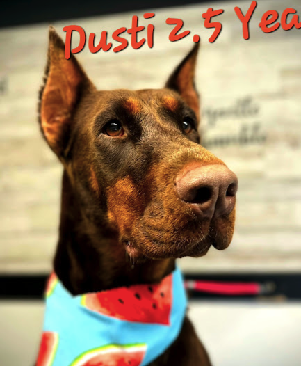 Blessed Beyond Dobermans Dog Breeder in Pueblo, CO.