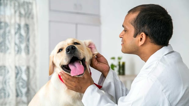 Images Banfield Pet Hospital