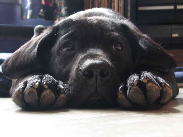 Images Atlantic Highlands Animal Hospital