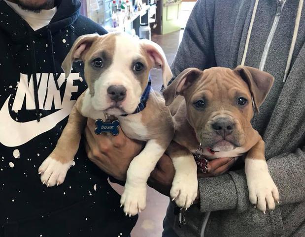 Images The Good Dog Shoppe
