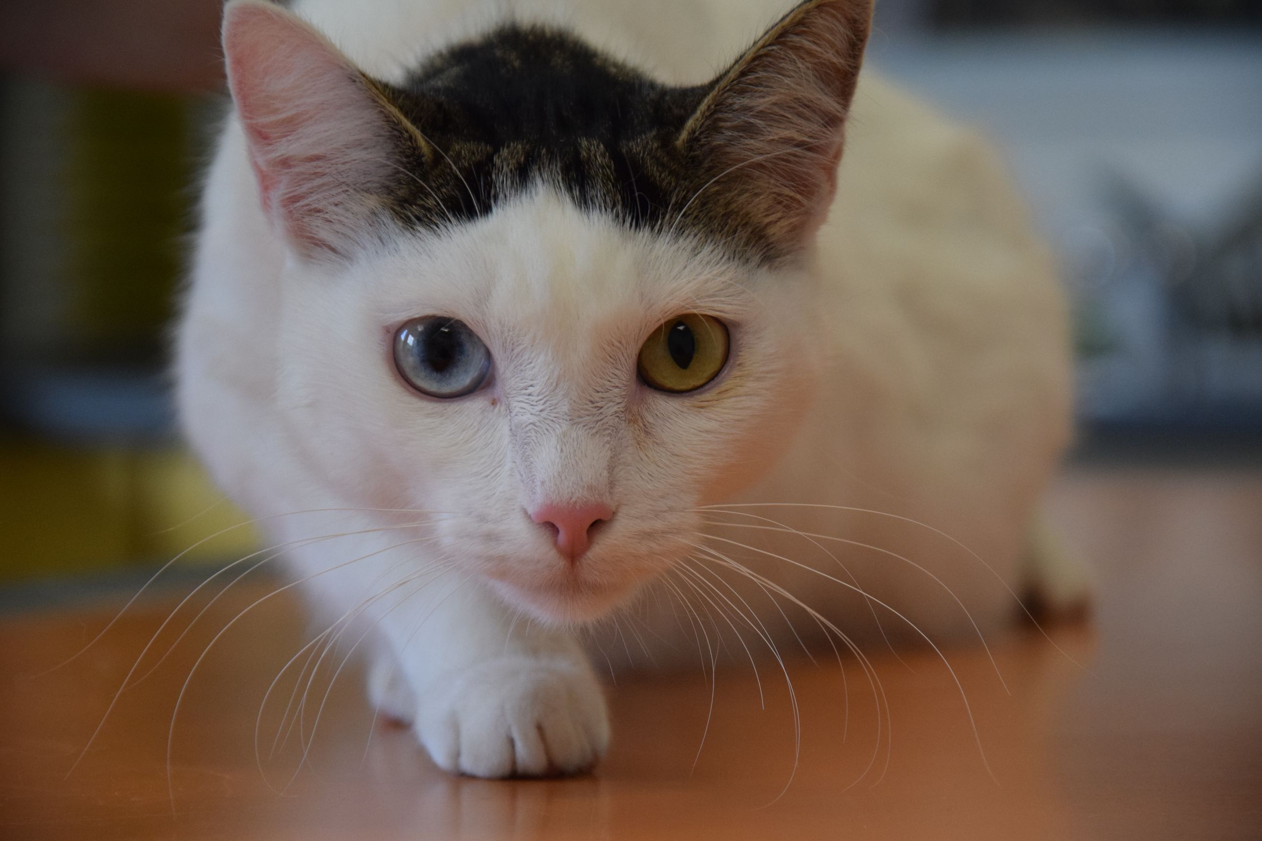 Bilder TRIVET-Tierärzte