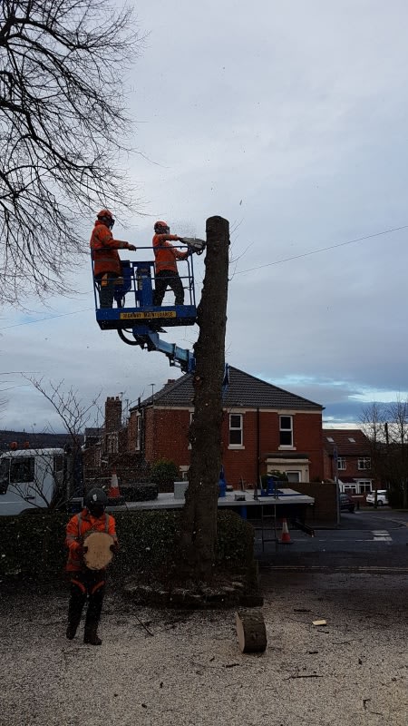 Images Lodge Tree Services