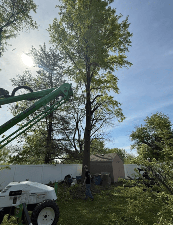 Images Mason Tree Service