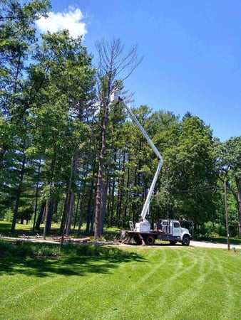 Images 33 Tree Service