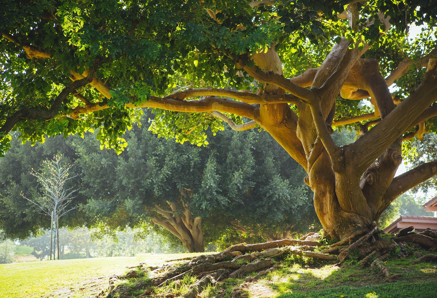 A strong tree with deep roots.