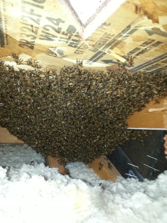 Images Your San Diego Beekeeper