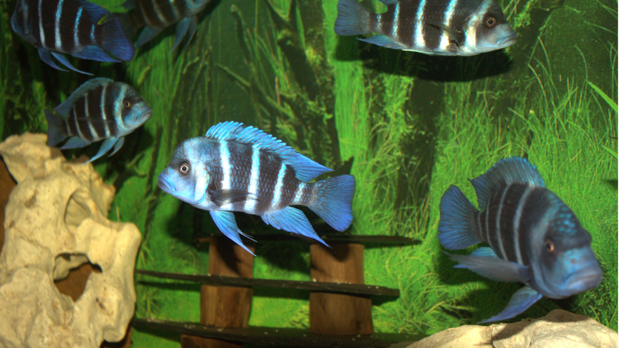 Herth Aquaristik, Schlierbacher Straße 98 in Bad Endbach