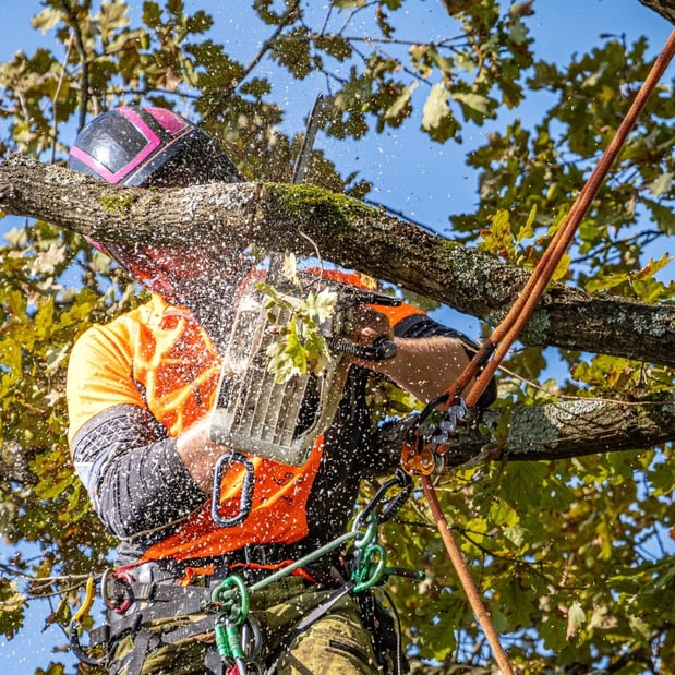 Images Spears Tree Experts Inc.