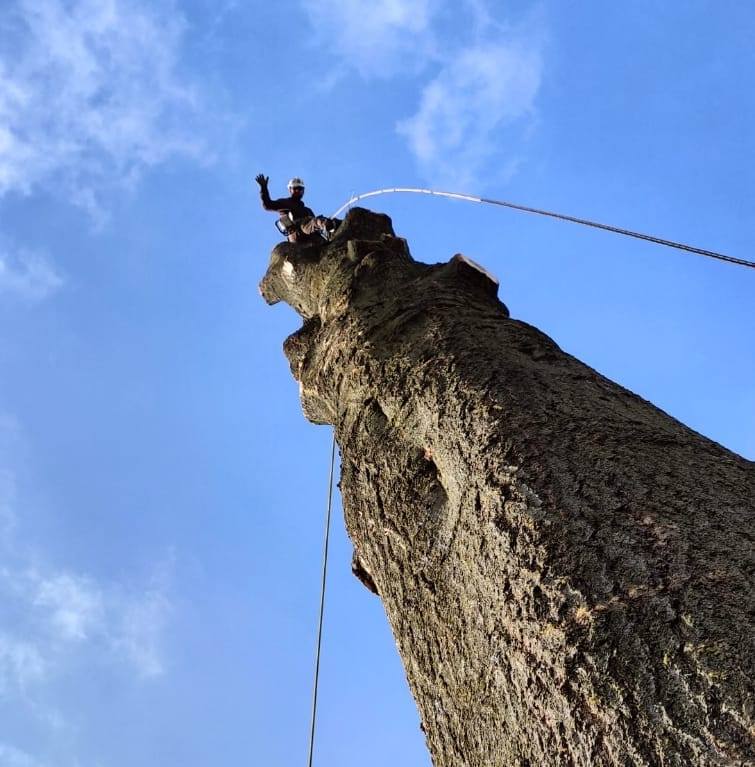 Lofty Heights Tree Care Image