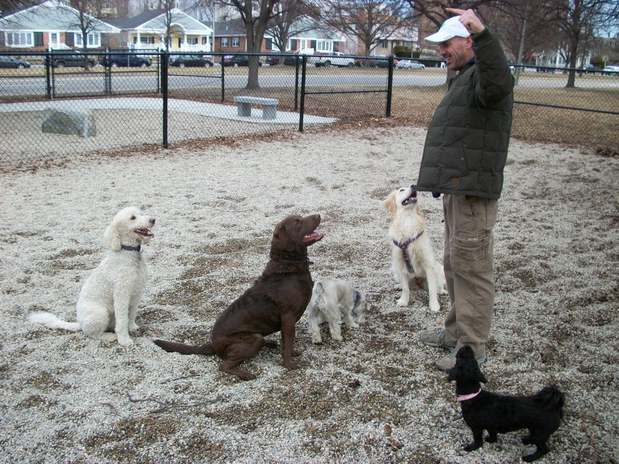 Images Pack Action Canines