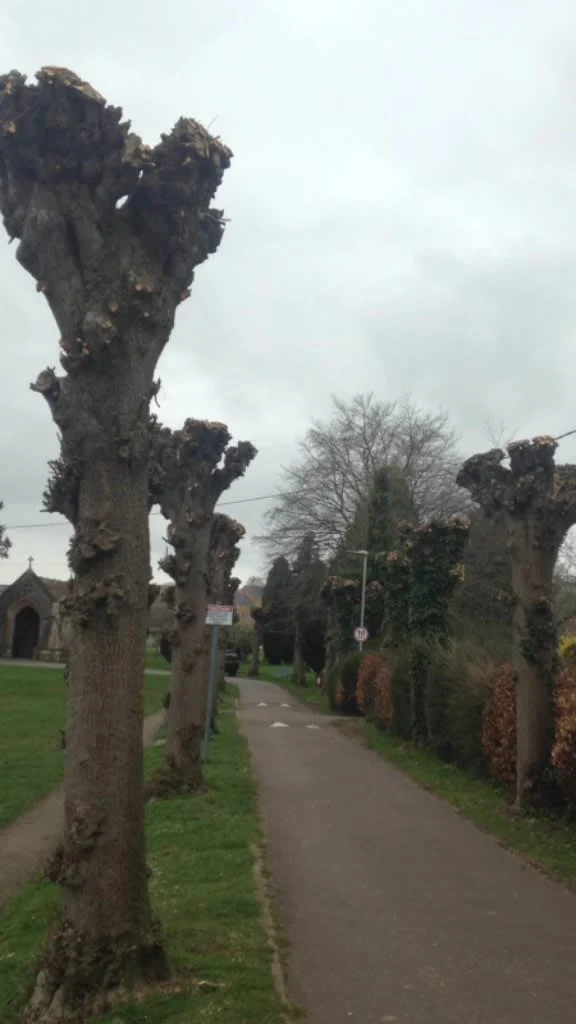 Images Wincanton Tree Care