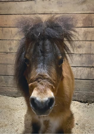 Images Tidewater Equine Clinic & Farm Animal Services