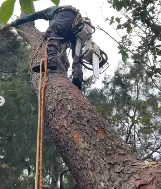 Images R.T. Davies Inc. Tree Experts
