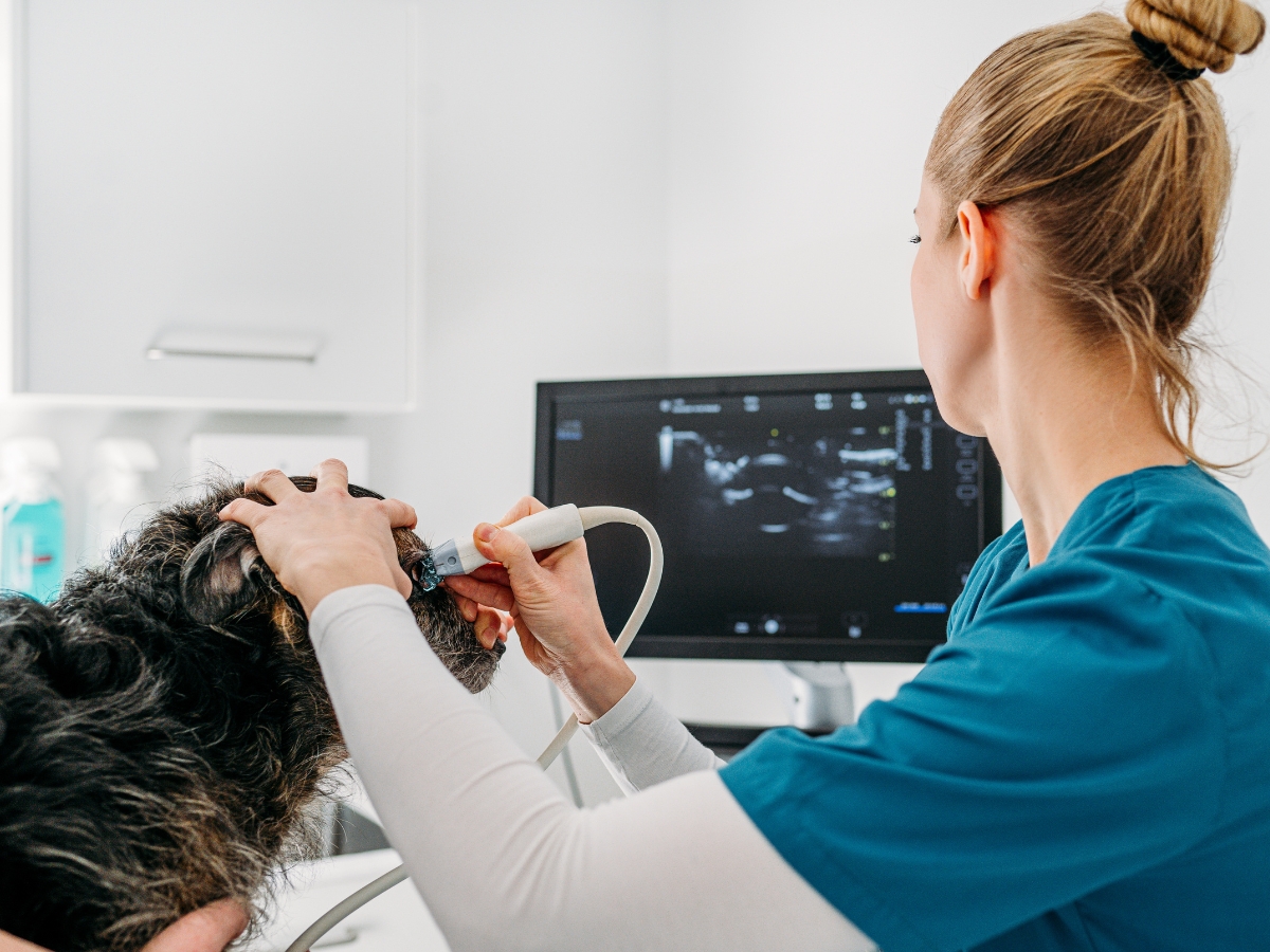 Bilder Tierarzt Vormum Berlin-Mahlsdorf, Tierarztpraxis am Wildrosengehölz