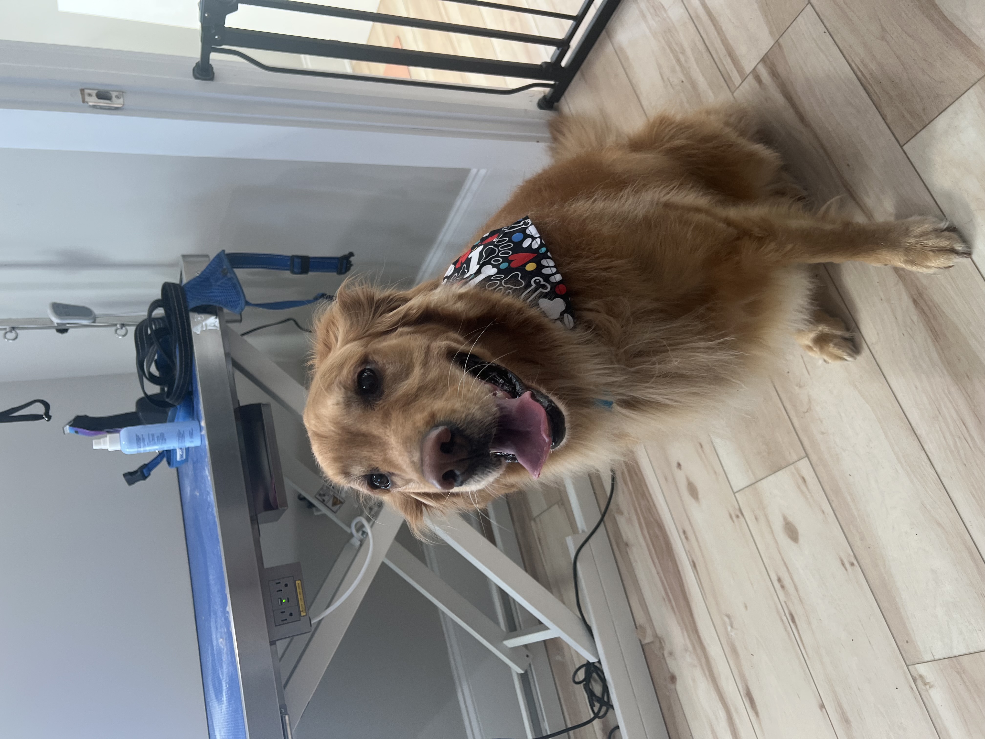 Dog Grooming