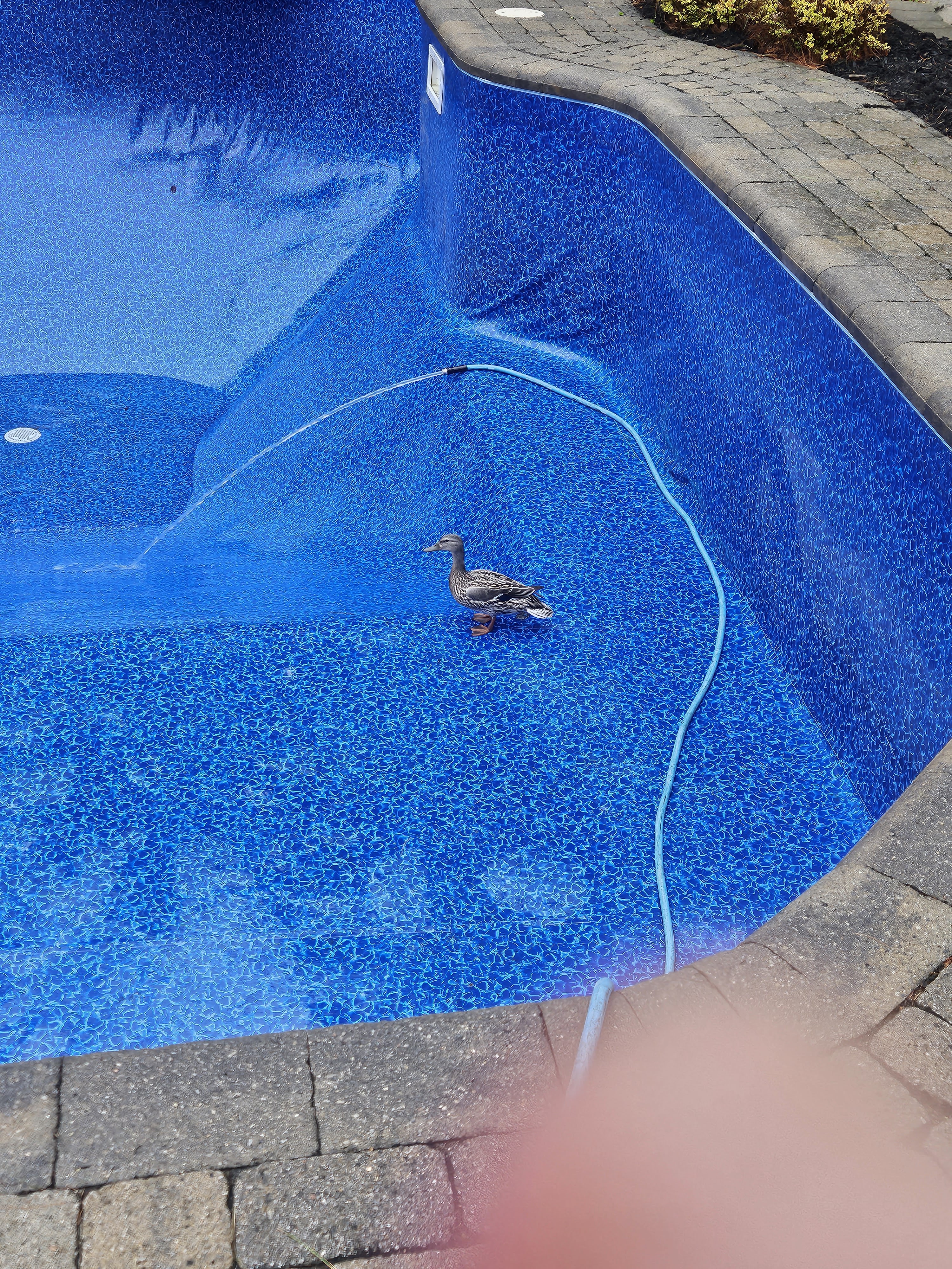 Images Piscines Sorel inc.