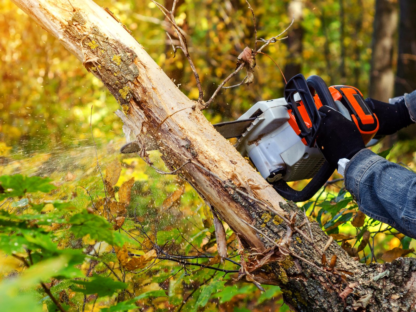 Palencia Landscaping and Tree Service Inc.