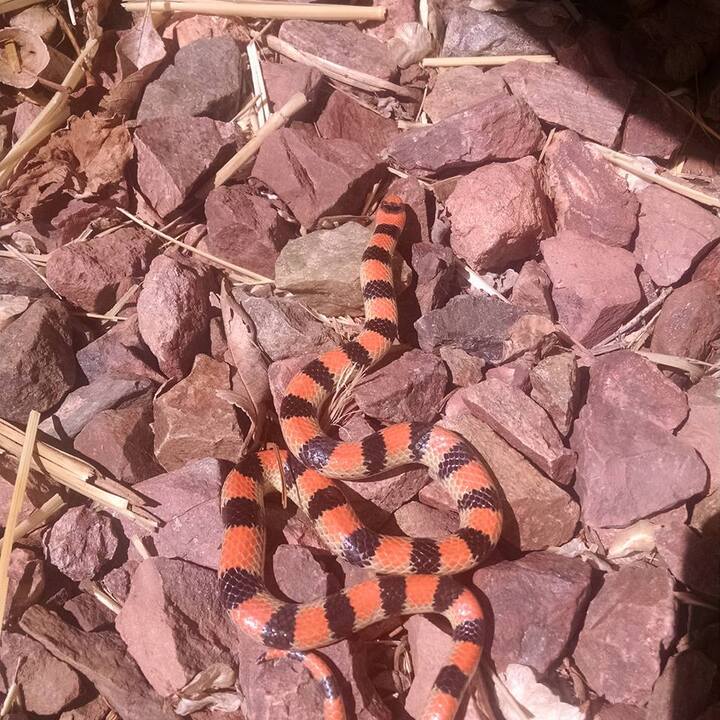Images Piper Pest Control