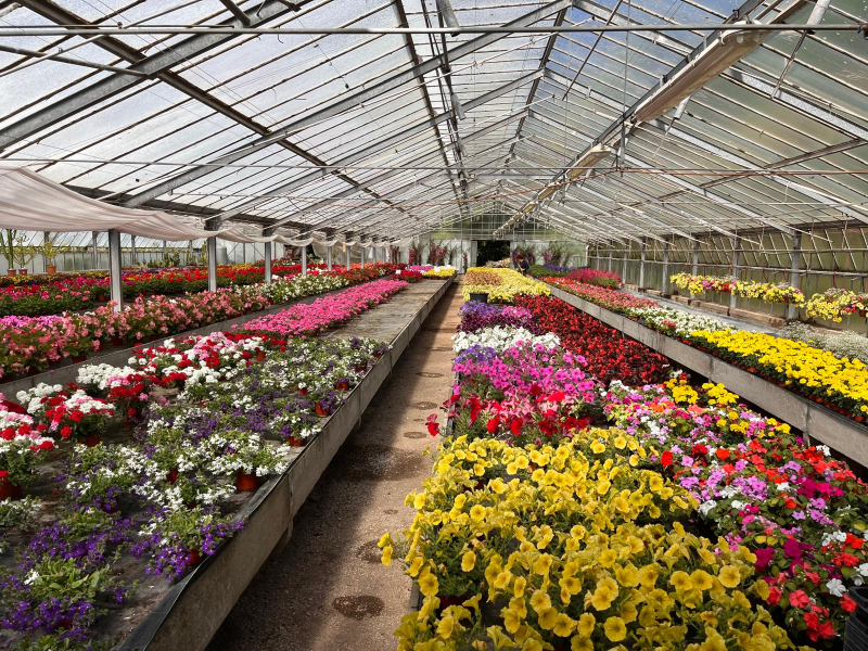 Images Floricoltura Ballandi