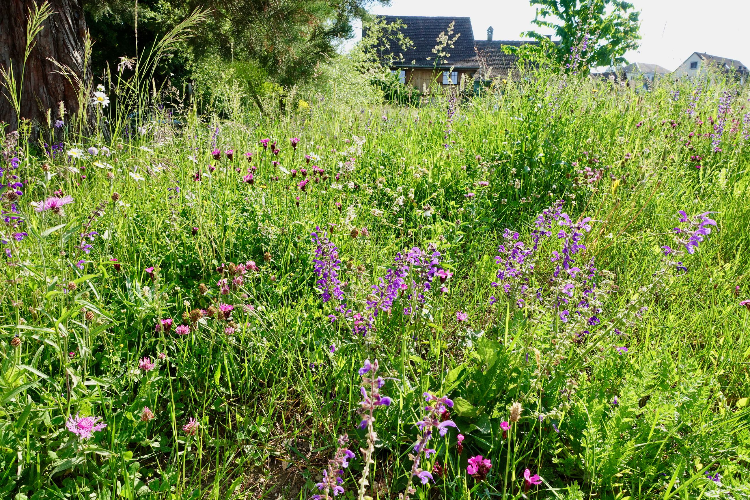 Bilder Wildblumendienst