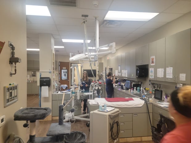 Images VCA Saginaw Animal Hospital