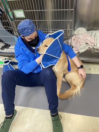 Images VCA SouthPaws Veterinary Specialists & Emergency Center