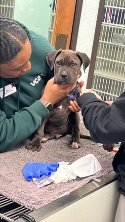 Images VCA Preston Park Animal Hospital