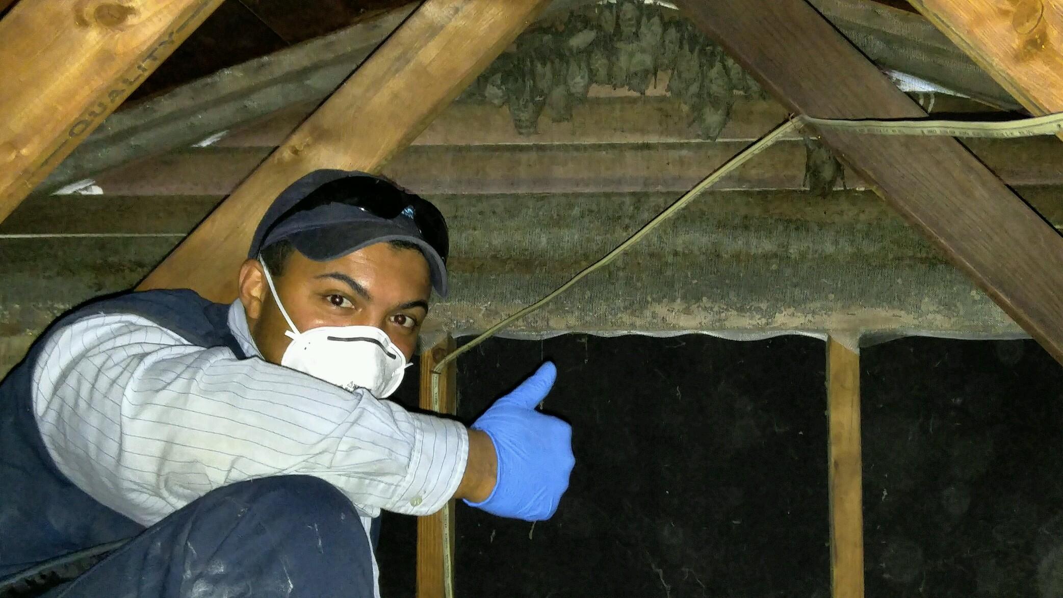 bats in attic wildlife exterminator