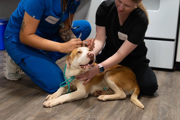 Images Furgent Care Vet