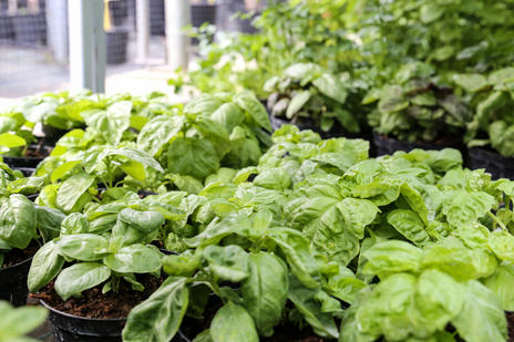 Images Vivaio Avagliano Piante