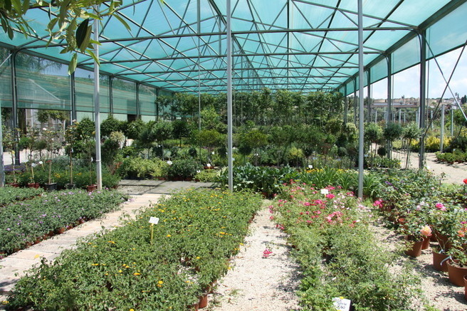 Images Vivai Giuranna