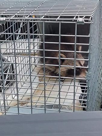 Images Expert Pest Control LLC