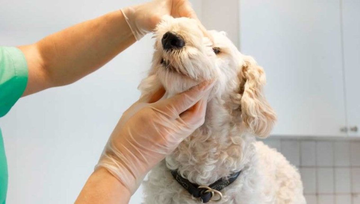 Images Mitt Hjärta Lorensdals Veterinärklinik AB