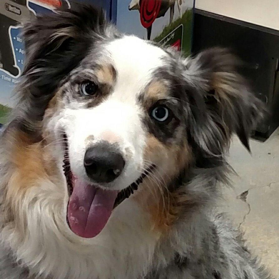 Chamberlain Veterinary Supply, Llc