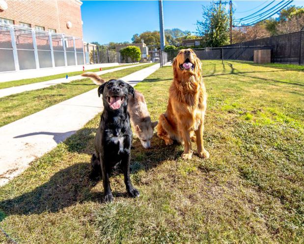 Images VCA Becker Animal Hospital and Pet Resort