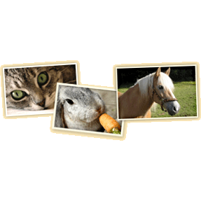 San Diego Pet Memorial Park