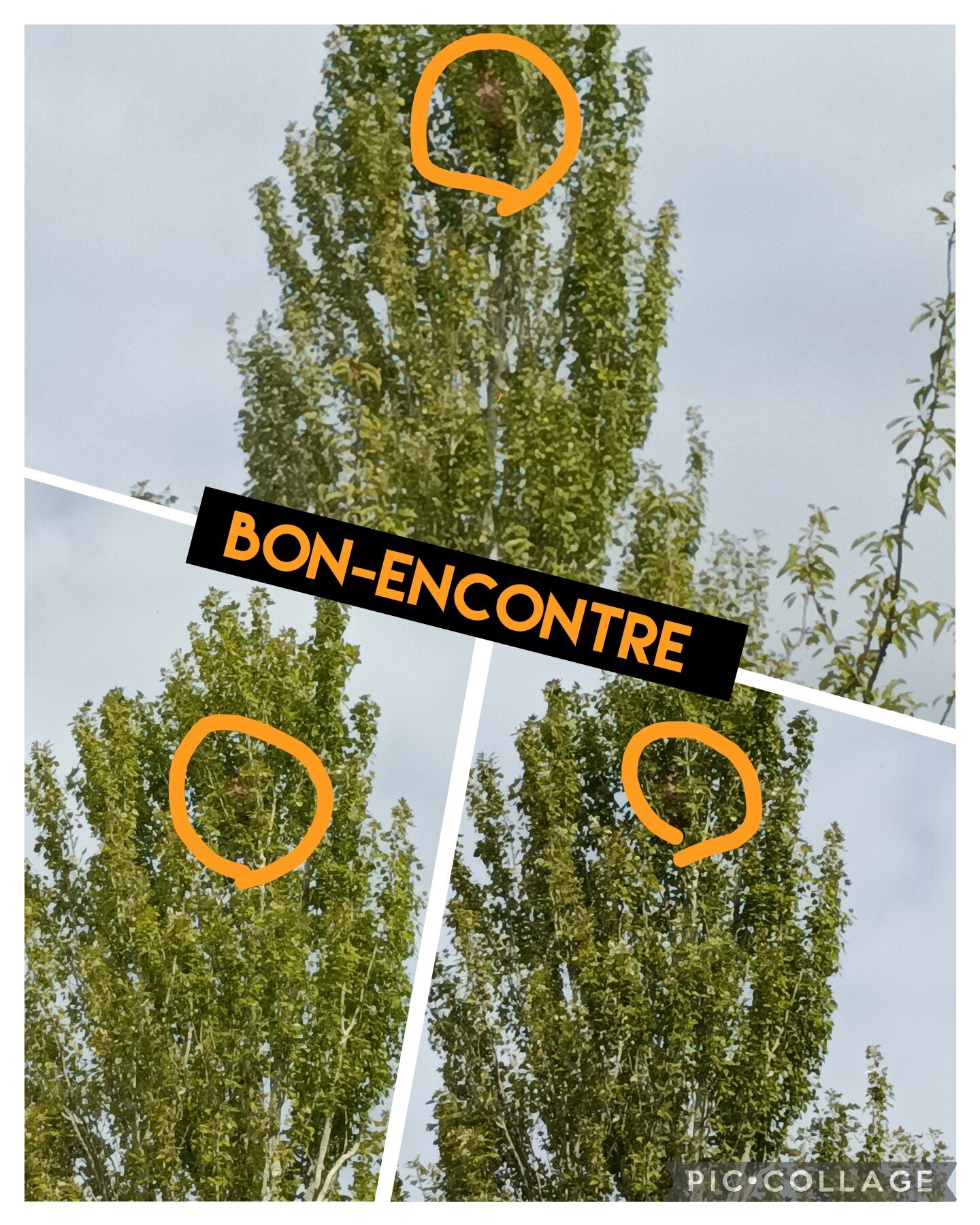 Images CLG Nuisibles-Guêpes-Frelons