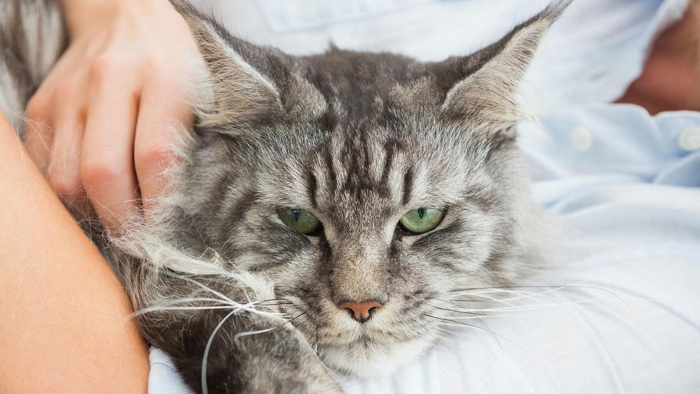 Images Dyrlæge Thomas Esper Larsen