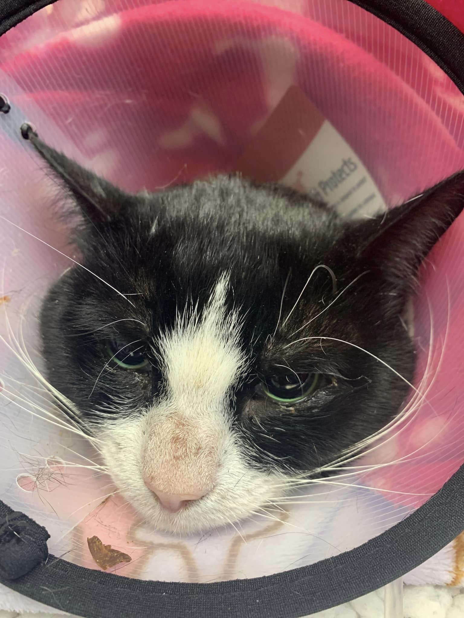 Images Streatham Hill Veterinary Surgery