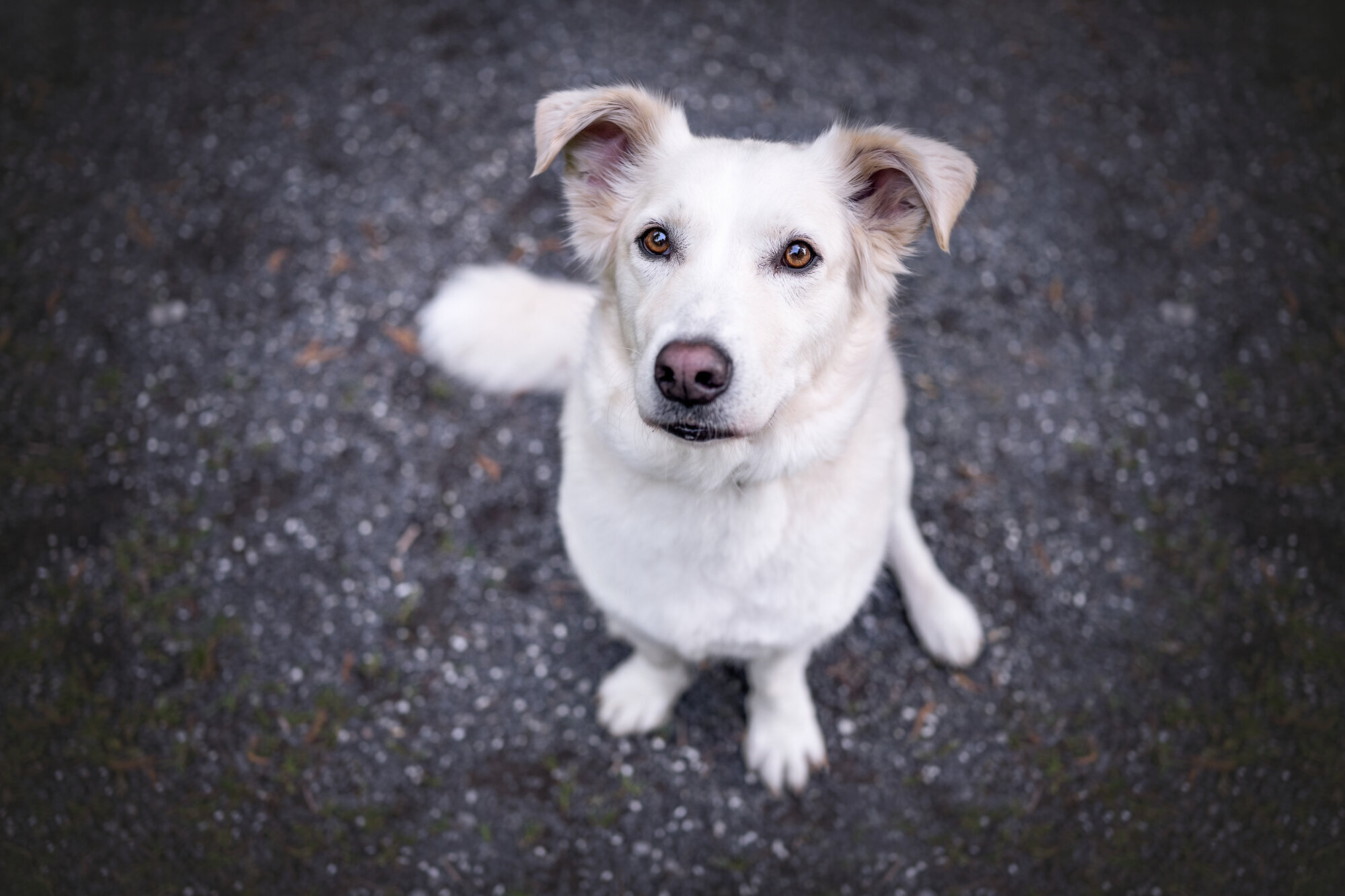 Bilder A-Z-Hundetraining