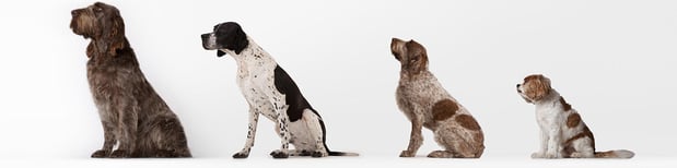 Images Gautier Animal Clinic