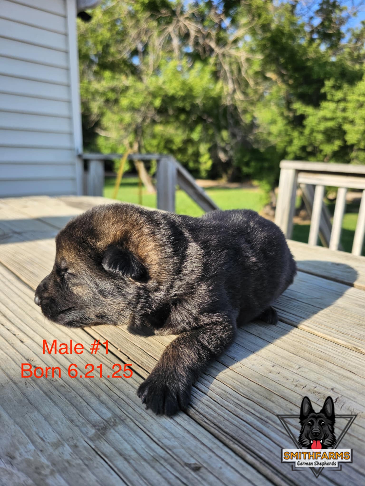 SmithFarms German Shepherds Image