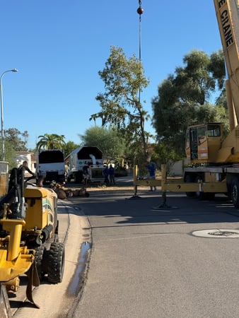 Images Arizona Tree Team | PHOENIX TREE TRIMMING