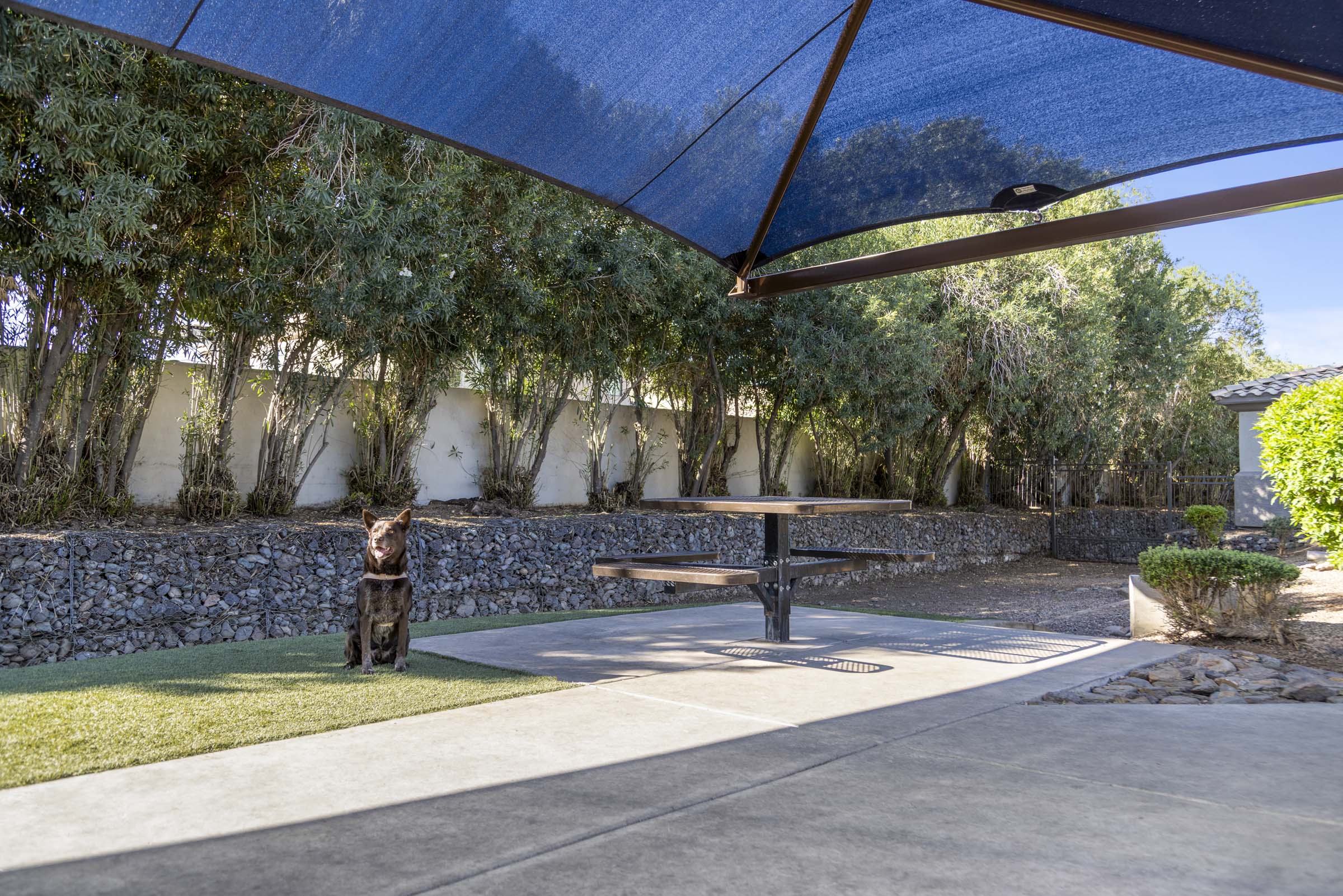 camden-legacy-apartments-scottsdale-az-dog-park-with-shade-and-seating