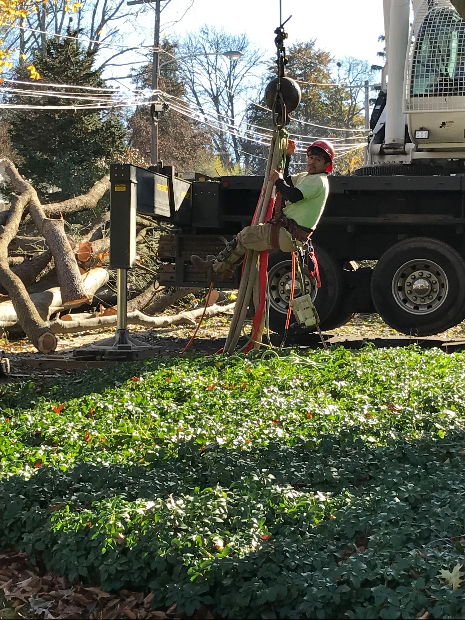 Malvern Tree Service Image