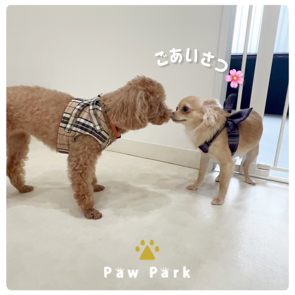 Images PawPark 犬のようちえん 高槻店